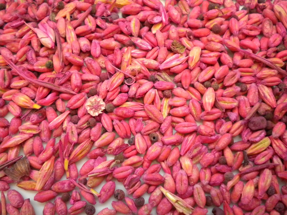 El IREC advierte de los efectos nocivos en perdiz roja por el consumo de semillas tratadas con plaguicidas
