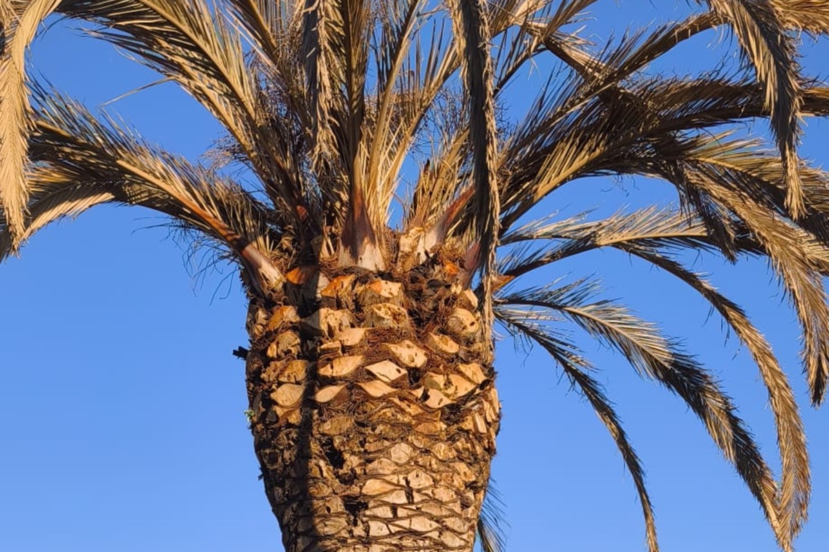 Palmera inspeccionada en una propiedad de Cubas de la Sagra