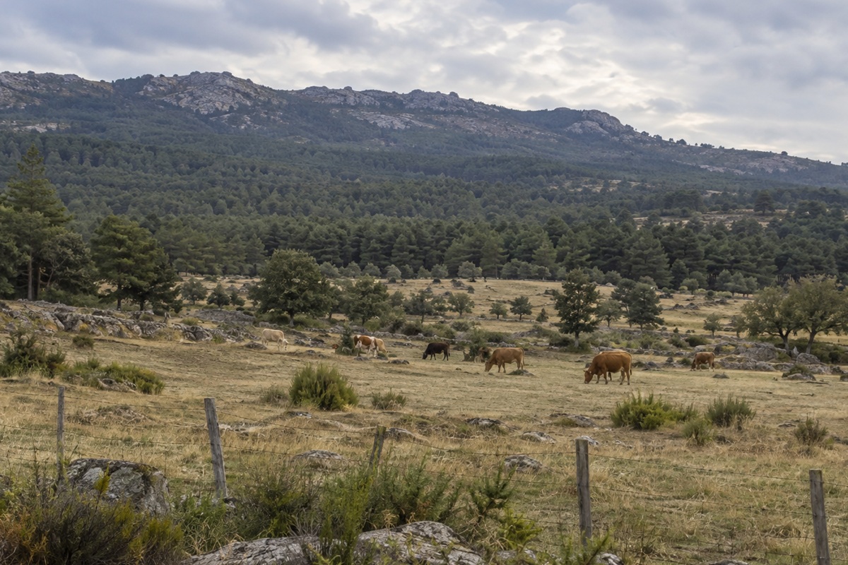 Peritación de daños por lobo en Navalperal de Pinares
